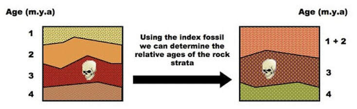 Index fossils are the best INDEX FOSSILS