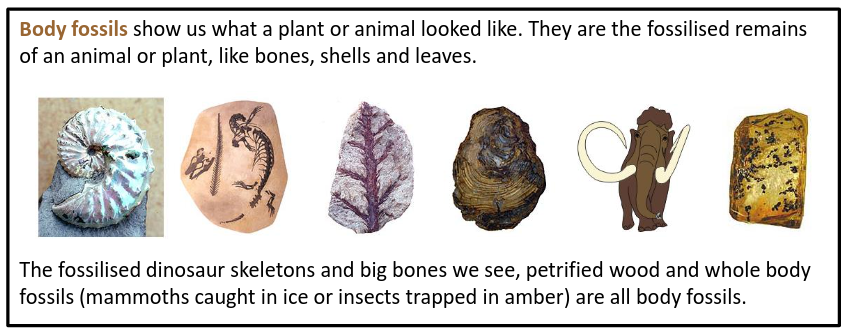 Fossil Types - 8TH-GRADE SCIENCE
